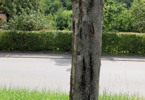 Landratsamt Schweinfurt Stammschäden an Obstbäumen geben Rätsel auf